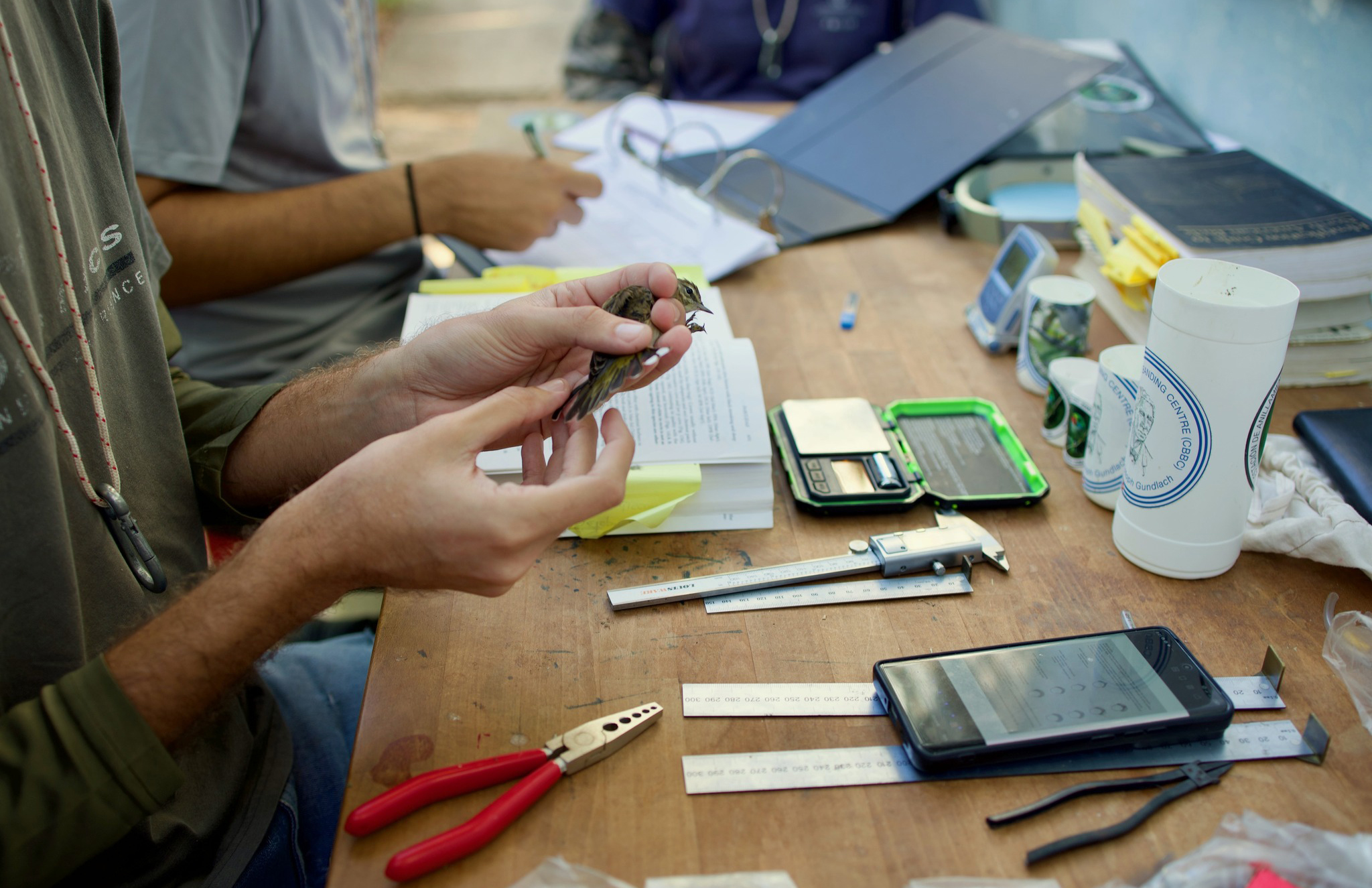 0123 citma anillamiento estacion gundlach