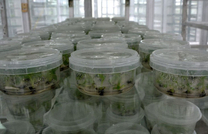 0217 semillas papa citricos biotecnologia5