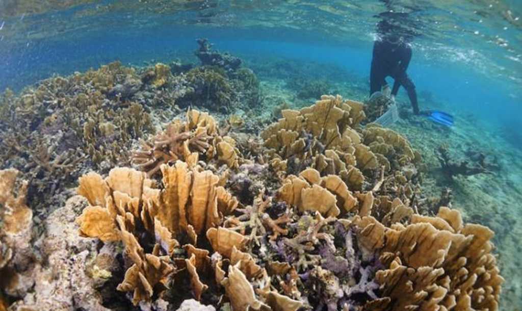 arrecifes coralinos cubanos 1
