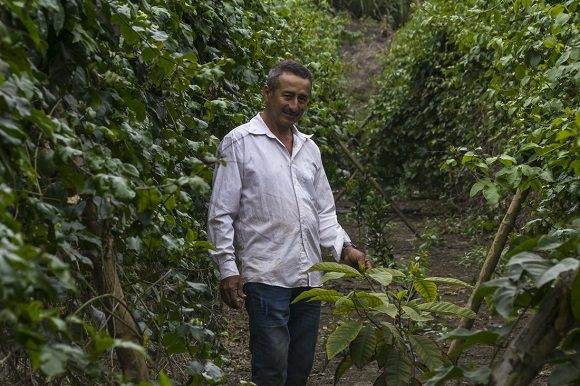 La Silvicultura en América Latina y el Caribe