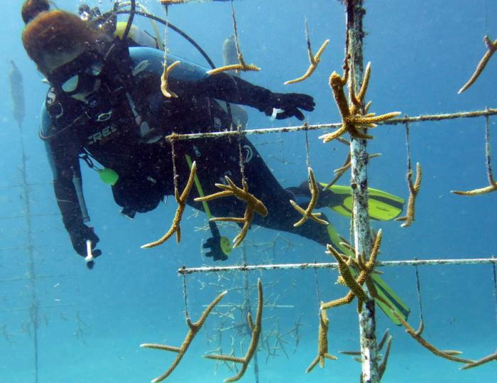 Aplican en Guanahacabibes novedosas técnicas para la reproducción de corales 