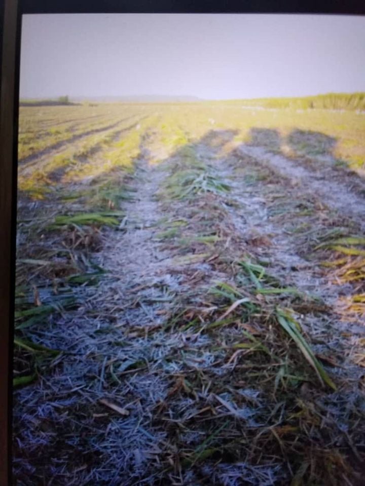 Escarcha en Bainoa tras el bajón de temperatura registrado recientemente. Foto: Facebook.fr