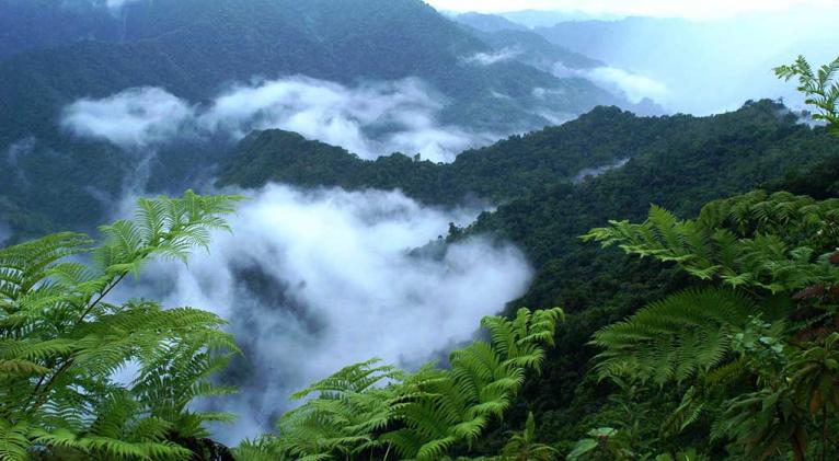 La minería furtiva fue la causa del incendio en el Parque Nacional Alejandro de Humboldt