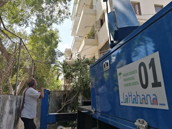 Poda realizada por Áreas Verdes de La Habana. Foto: Andy Jorge Blanco/ Cubadebate.