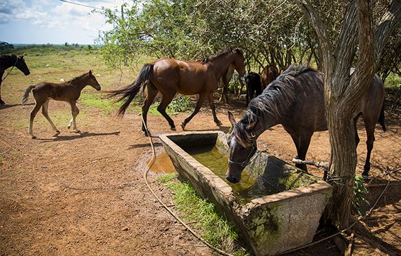 caballos