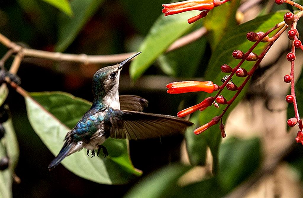  Aves silvestres