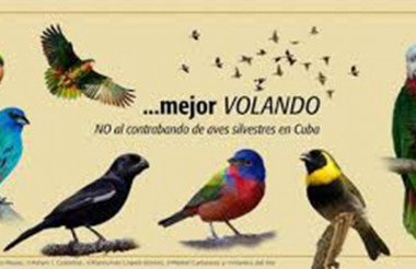 Peligros de captura ilegal de aves